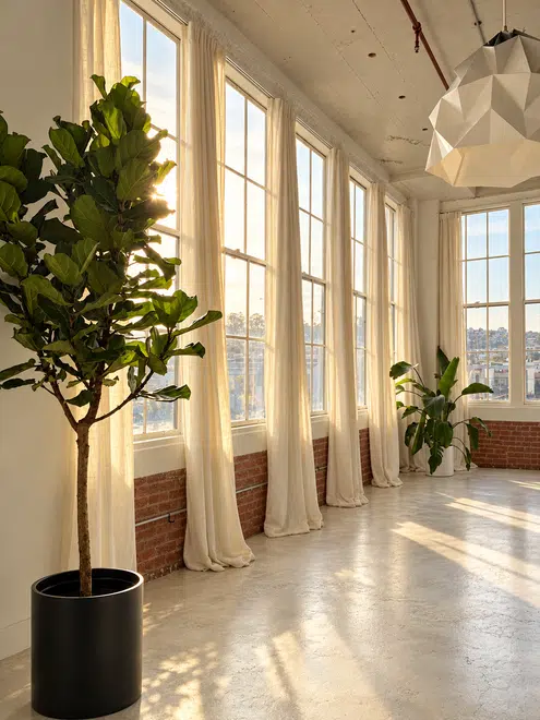 Oficinas Symbiome: ventanal con luz natural y un ficus lyrata